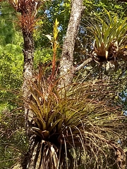 Tillandsia rodrigueziana