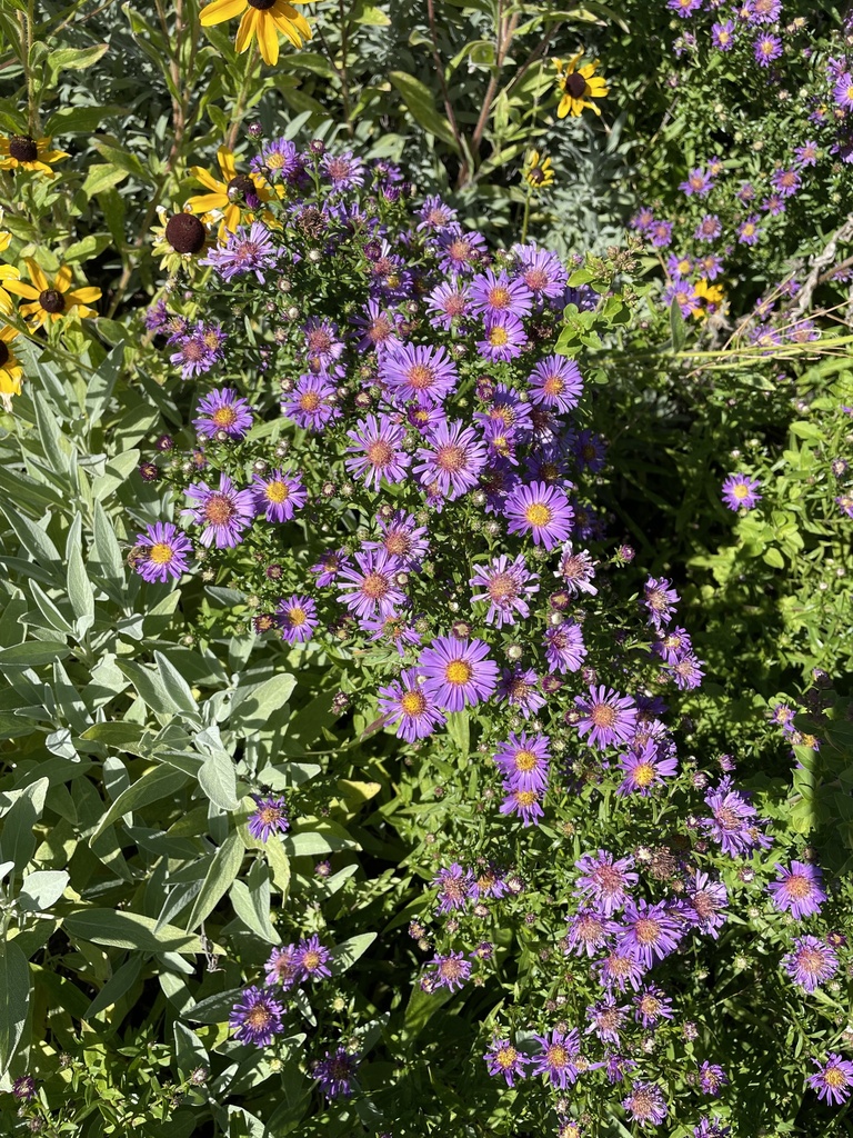 sunflowers, daisies, asters, and allies from Tumalo Reservoir Rd, Bend