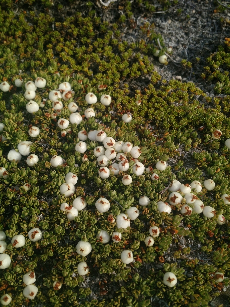 Gaultheria caespitosa