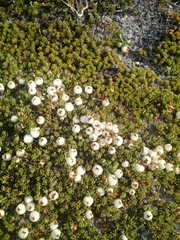 Gaultheria caespitosa