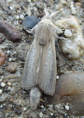 Phragmataecia castaneae