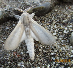 Phragmataecia castaneae