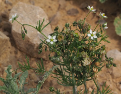 Spergularia flaccida