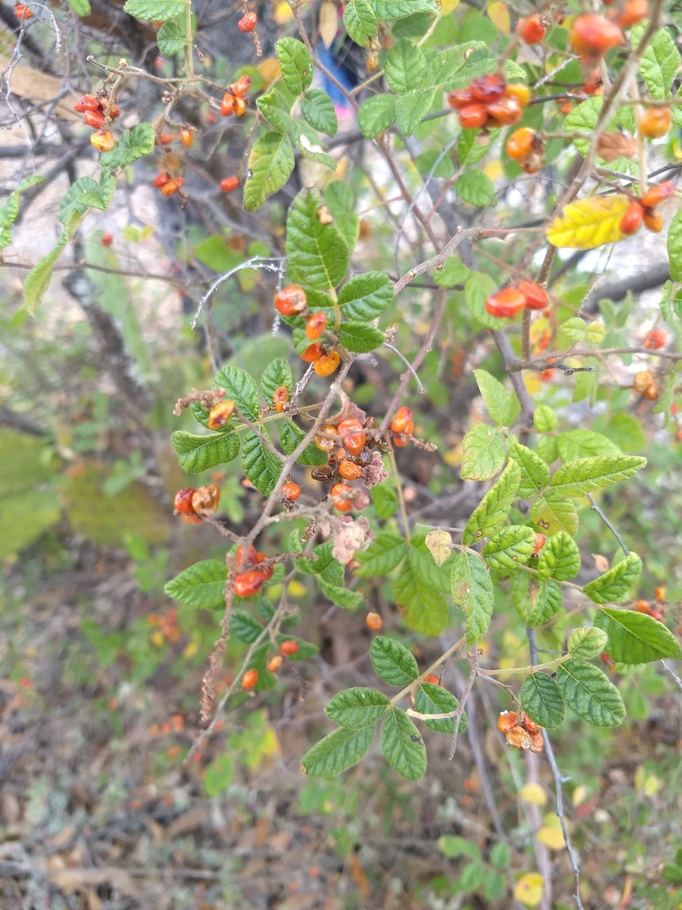 Rhus rubifolia