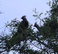 Corythaixoides concolor bechuanae