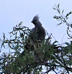 Corythaixoides concolor bechuanae