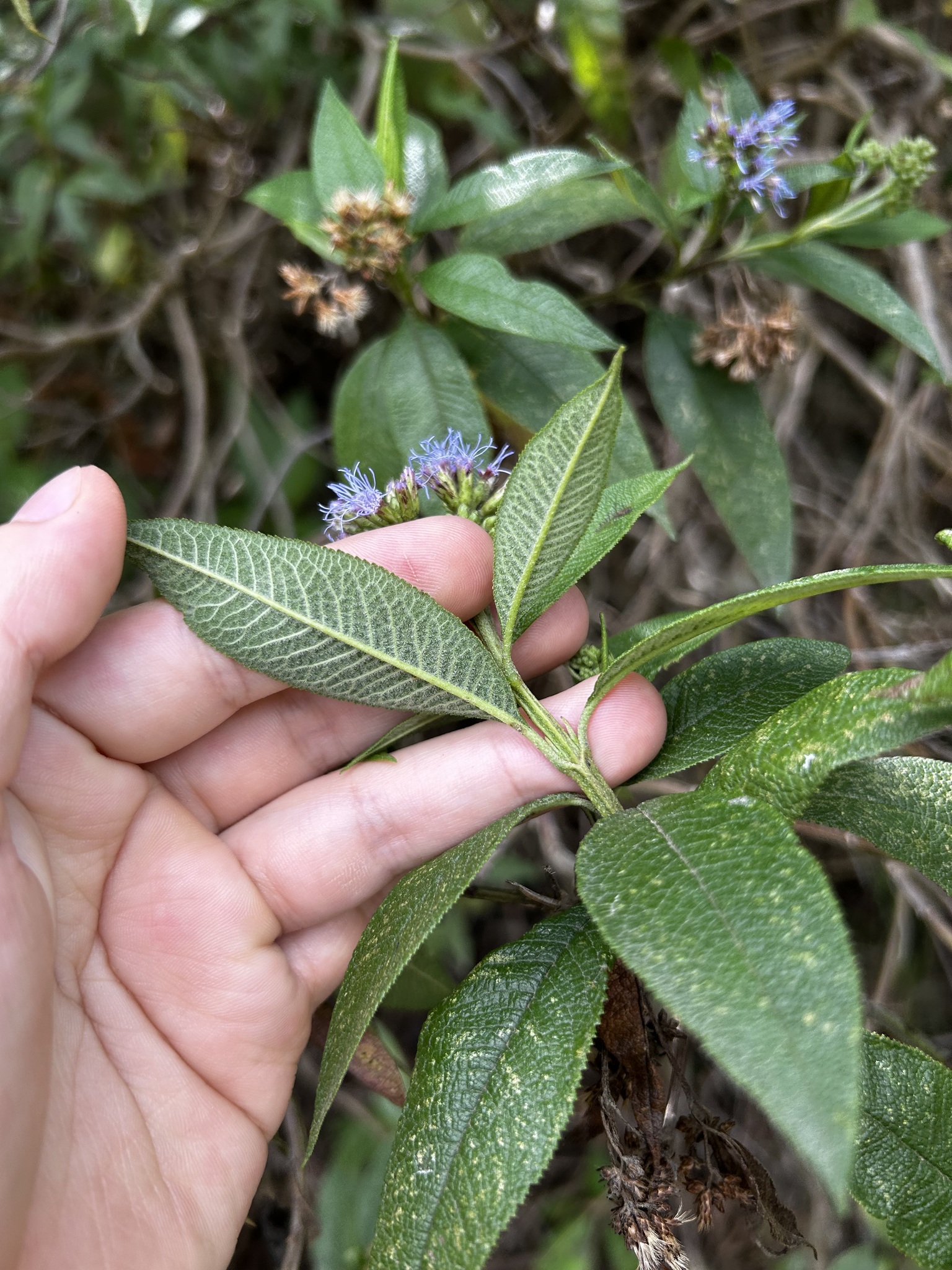 Aristeguietia buddlejifolia image