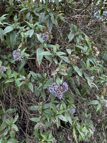 Aristeguietia buddlejifolia