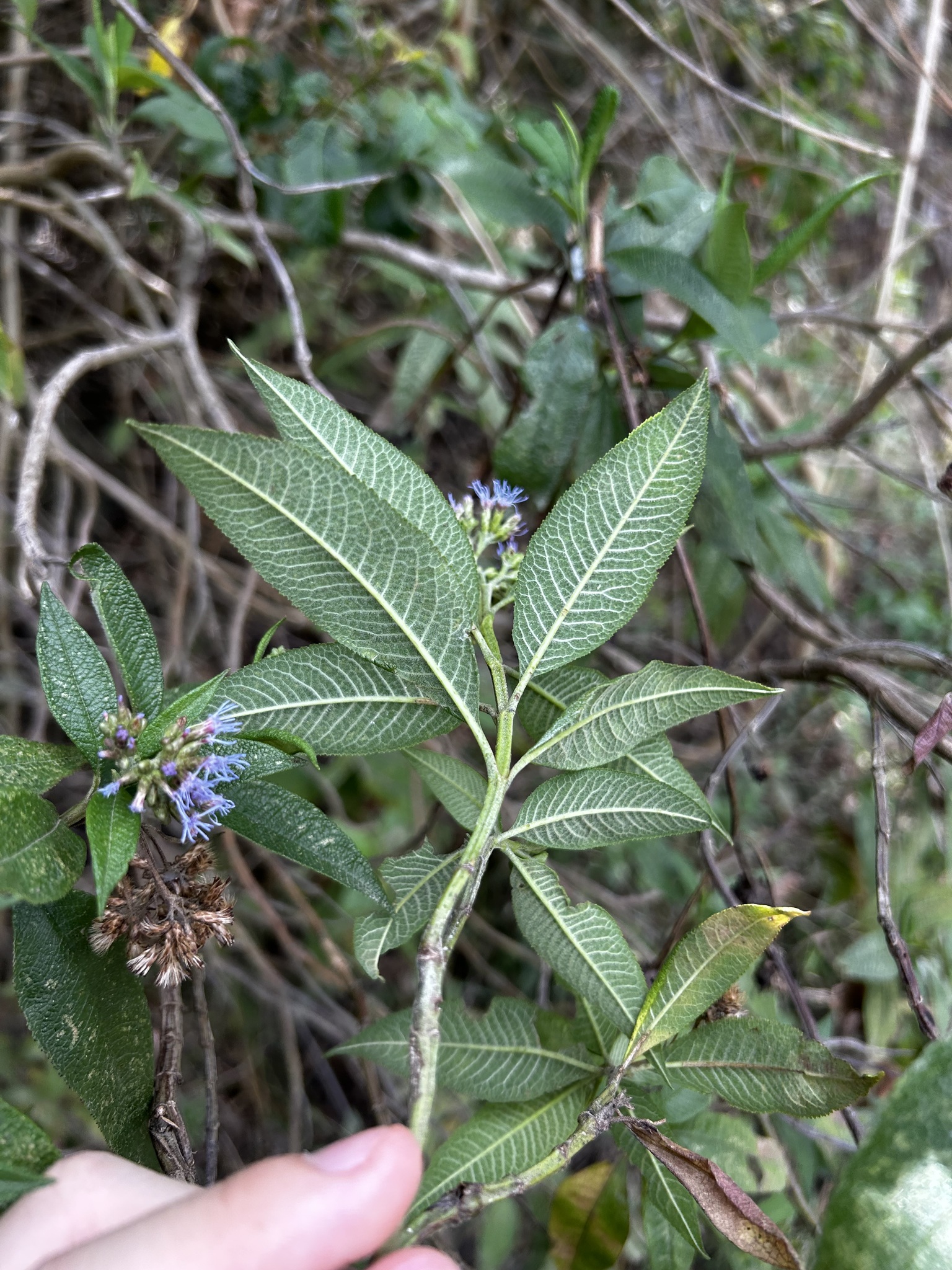 Aristeguietia buddlejifolia image