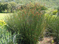 Elegia fenestrata