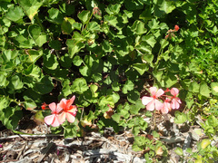 Pelargonium salmoneum