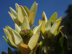 Leucadendron discolor