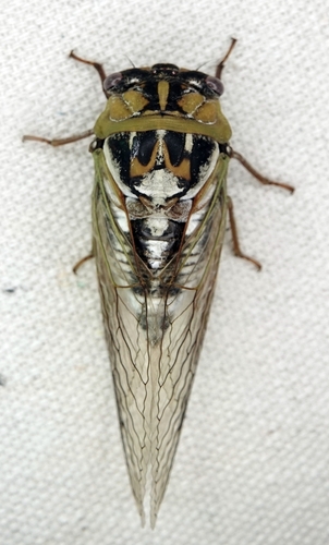 Great Plains Cicada