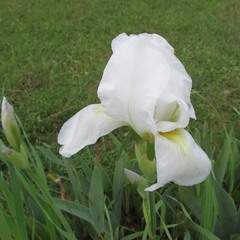 Iris albicans
