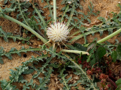 Centaurea pallescens