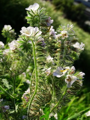 Phacelia cicutaria
