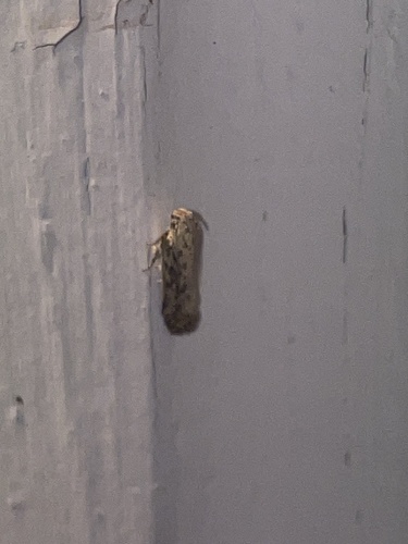 Mottled Twirler photo 4