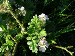 Phacelia cicutaria