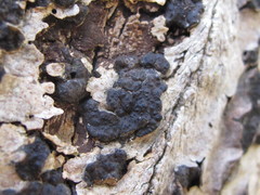 Entoleuca mammata