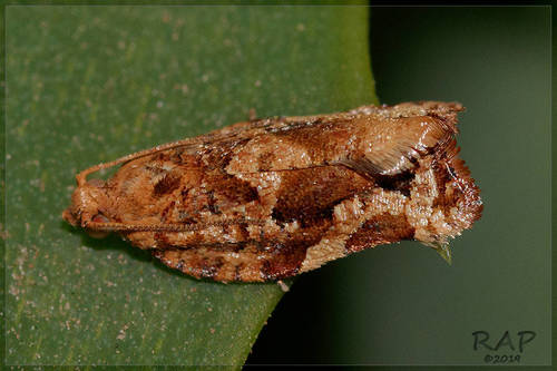 Argyrotaenia sphaleropa