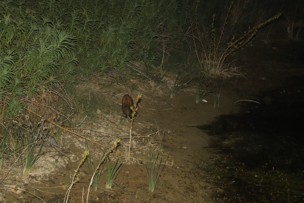 Bobcat from Cedar Hill, TX, USA on September 4, 2023 at 08:42 PM by ...