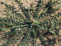 Centaurea pallescens