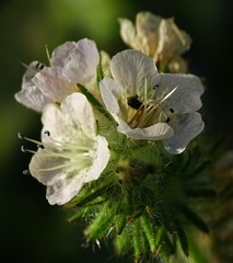 Phacelia cicutaria
