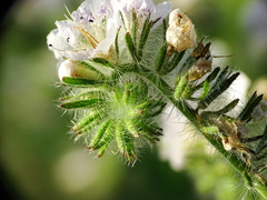 Phacelia cicutaria