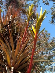 Tillandsia rodrigueziana