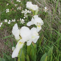 Iris albicans