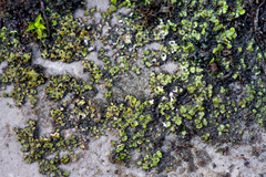 Endocarpon pallidulum