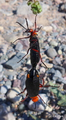 Lytta magister
