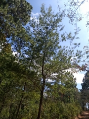 Pinus chiapensis