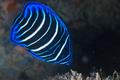 Sixbanded Angelfish photo 2