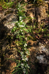 Ornithogalum fimbriatum