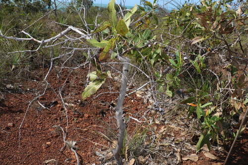 Image of Corymbia dallachiana by (c) Greg Tasney, some rights reserved (CC BY-SA)