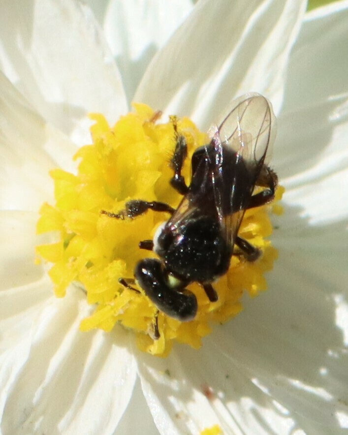 Tetragonula in August 2023 by Nature_Lover. Location Lower Blue