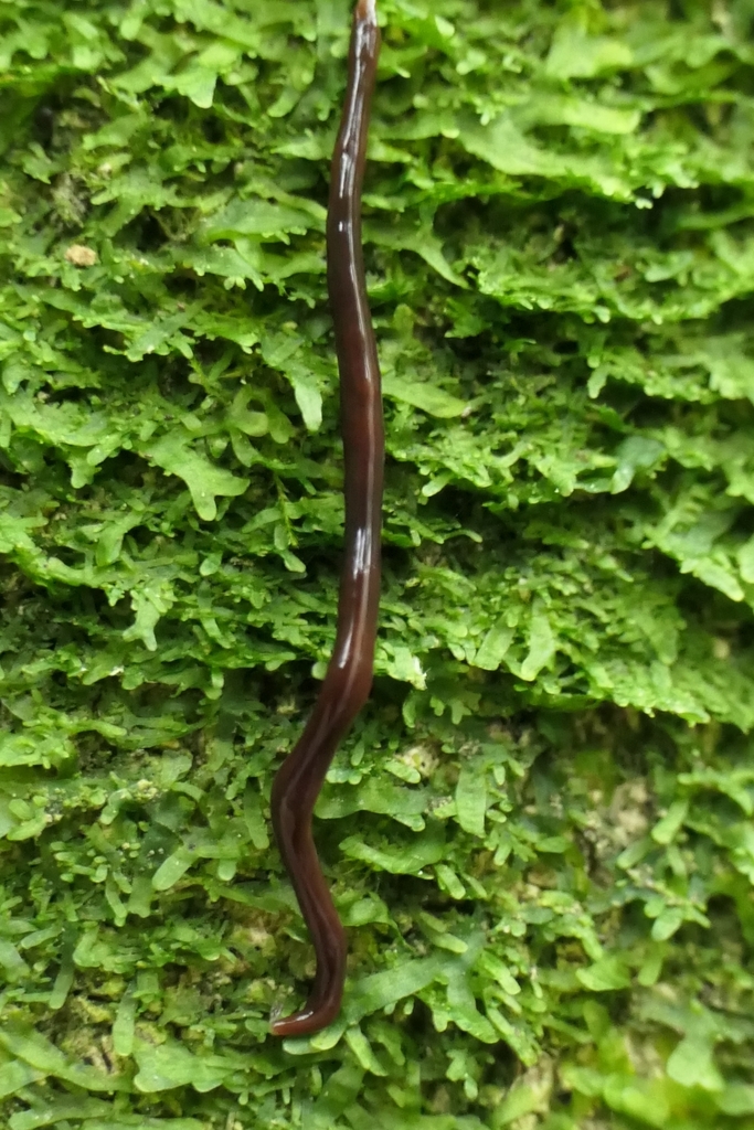 Caenoplana purpurea