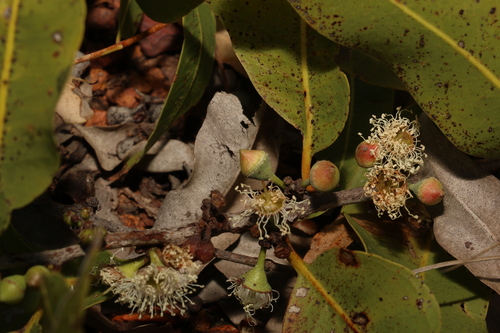 Image of Corymbia dallachiana by (c) Greg Tasney, some rights reserved (CC BY-SA)