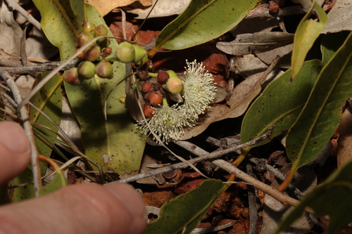 Image of Corymbia dallachiana by (c) Greg Tasney, some rights reserved (CC BY-SA)