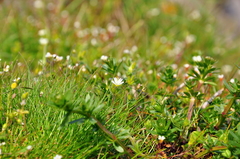 Cerastium brachypetalum