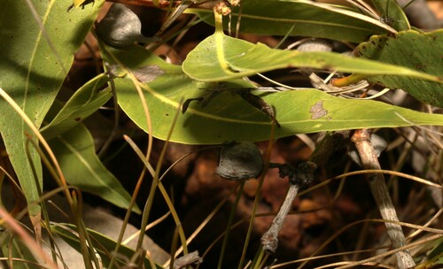 Image of Corymbia dallachiana by (c) Greg Tasney, some rights reserved (CC BY-SA)