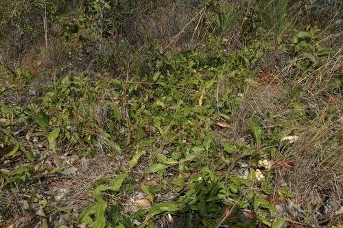 Image of Corymbia dallachiana by (c) Greg Tasney, some rights reserved (CC BY-SA)