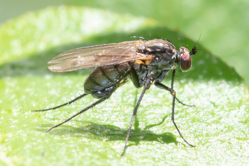 Dolichopus fortis