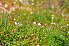 Cerastium brachypetalum