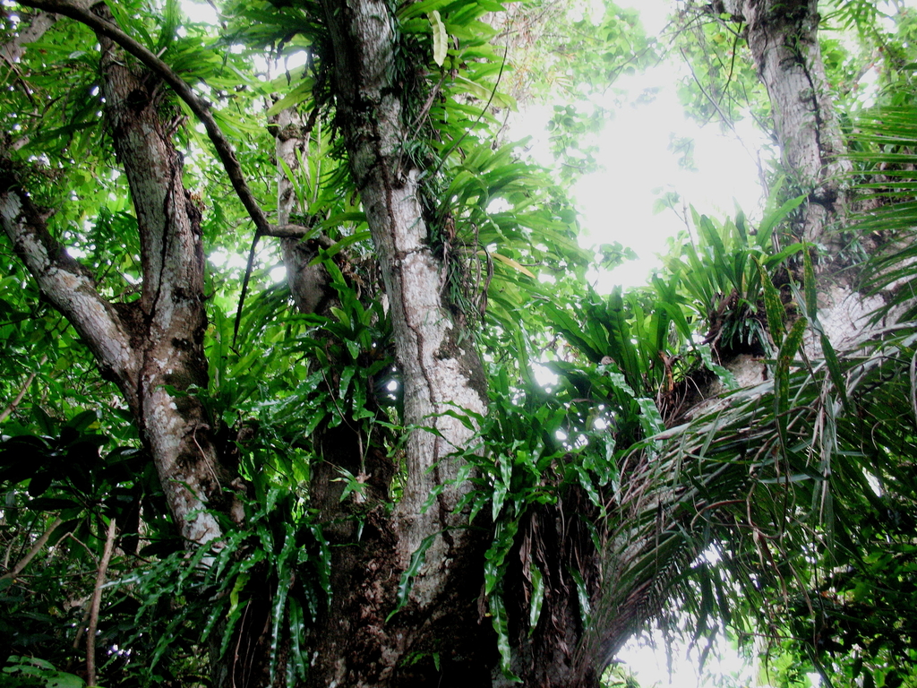 bird-s-nest-fern-from-agat-guam-on-february-21-2008-at-08-06-pm-by