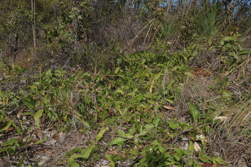 Image of Corymbia dallachiana by (c) Greg Tasney, some rights reserved (CC BY-SA)