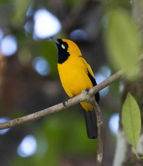 Golden Monarch photo 3