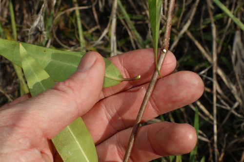 Image of Gymnanthera oblonga by (c) Greg Tasney, some rights reserved (CC BY-SA)