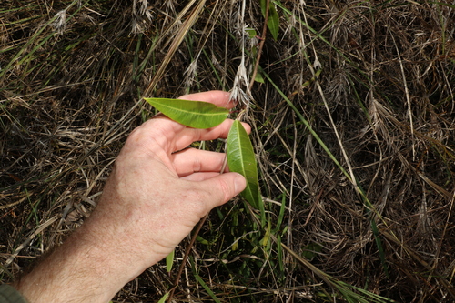 Image of Gymnanthera oblonga by (c) Greg Tasney, some rights reserved (CC BY-SA)